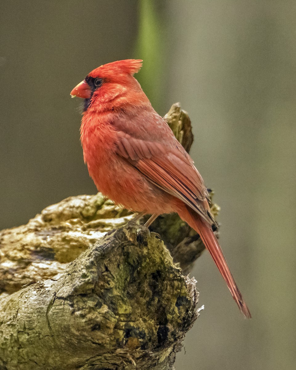 Cardinal rouge - ML619880097