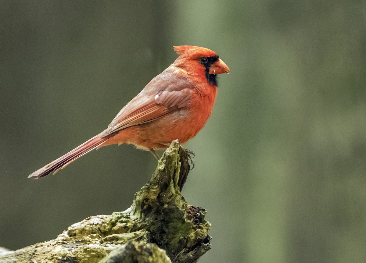 Cardinal rouge - ML619880098