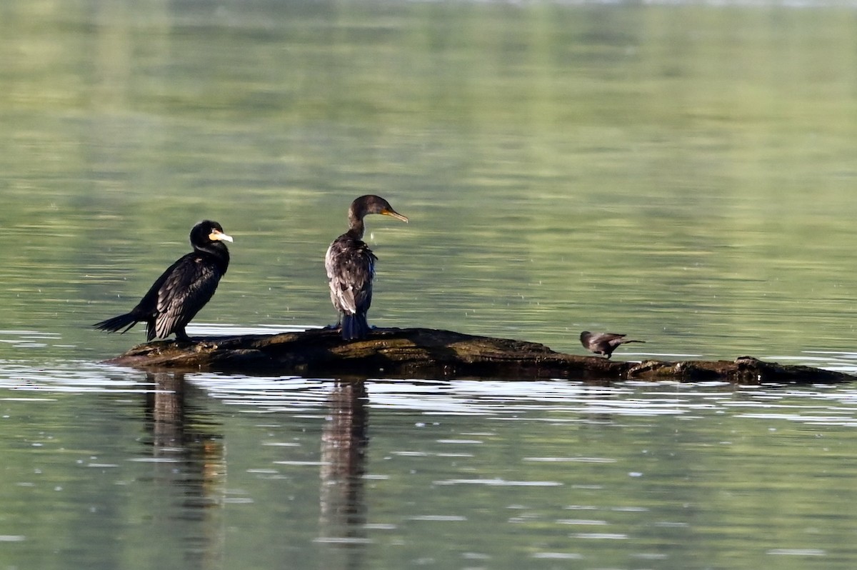 Double-crested Cormorant - Mike Saccone