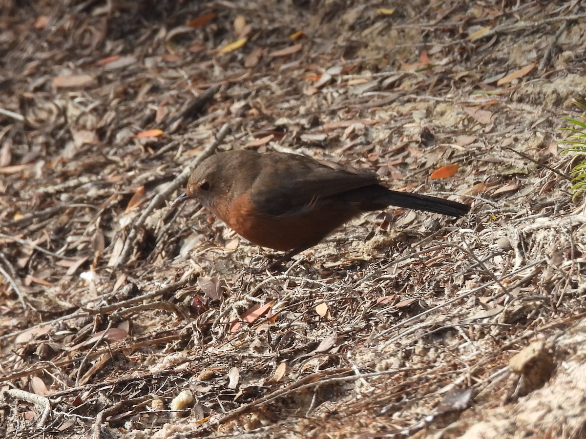 Rockwarbler - ML619880106