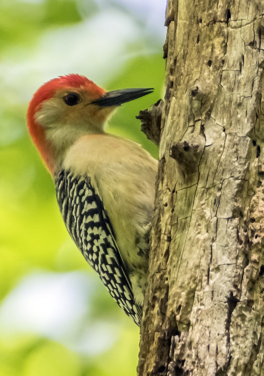 Red-bellied Woodpecker - ML619880124