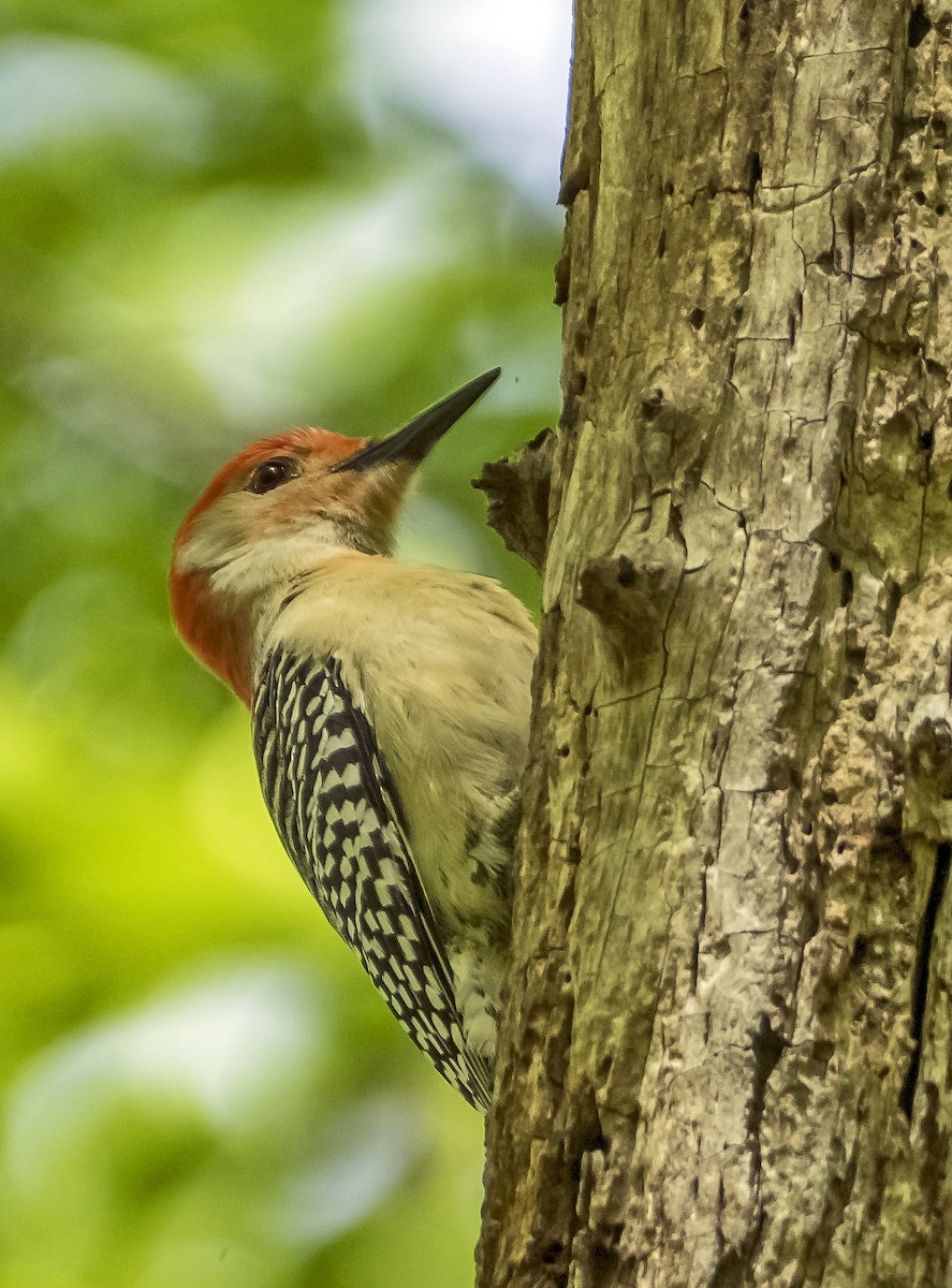 Red-bellied Woodpecker - Ken  Czworka