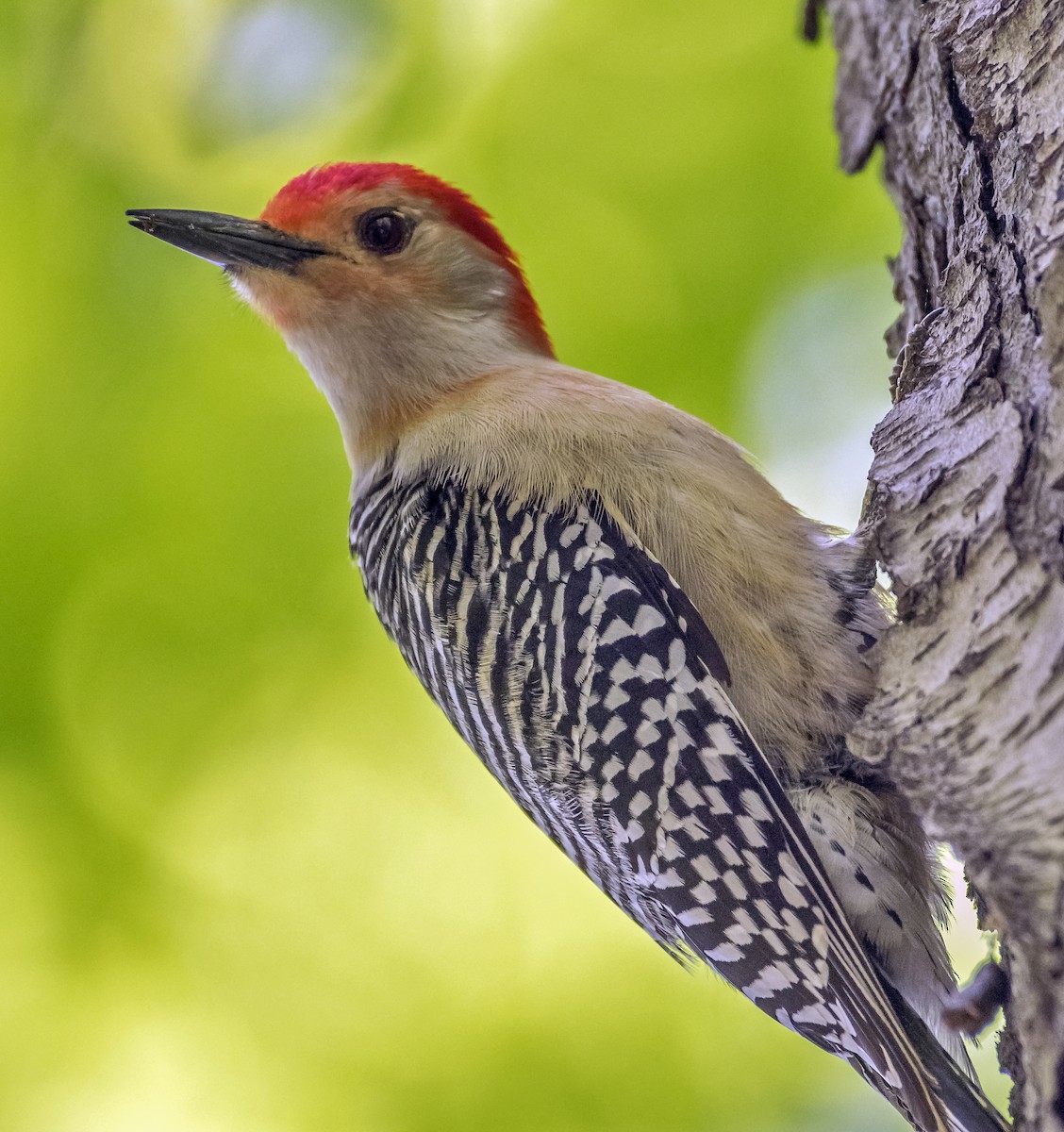 Red-bellied Woodpecker - ML619880126