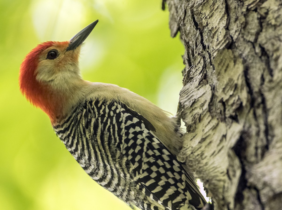 Red-bellied Woodpecker - ML619880128