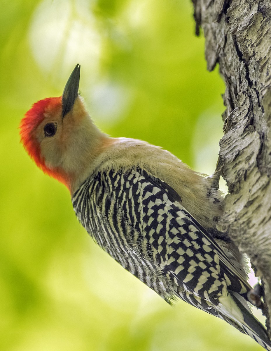 Red-bellied Woodpecker - ML619880129