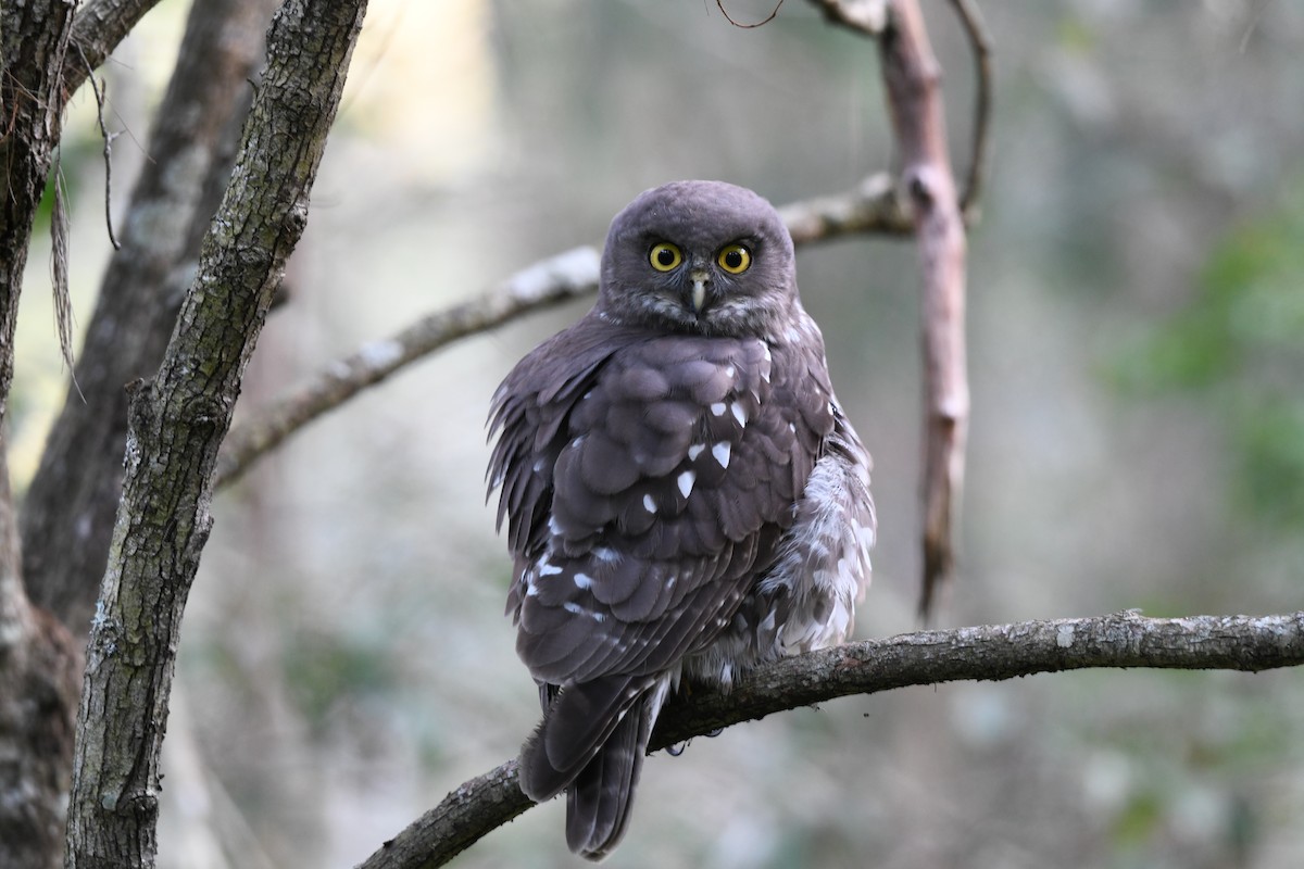 Havlayan Bubuk - ML619880135