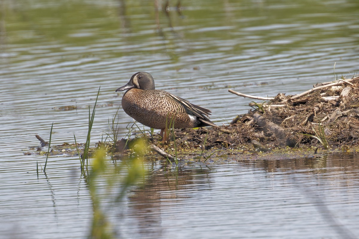 Blue-winged Teal - ML619880144