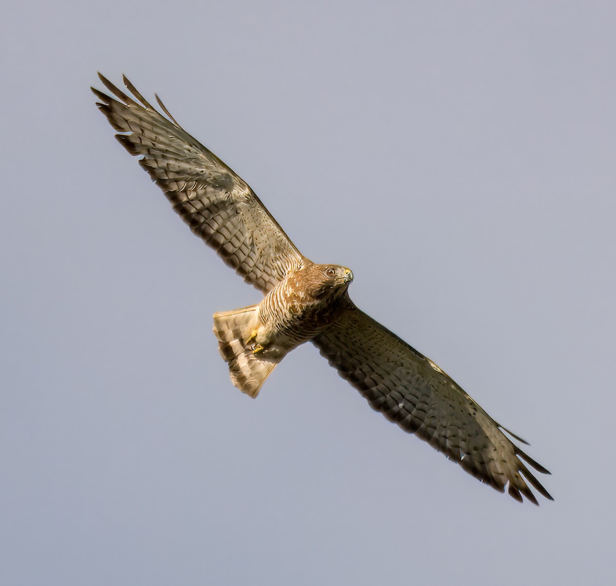 Breitflügelbussard - ML619880154