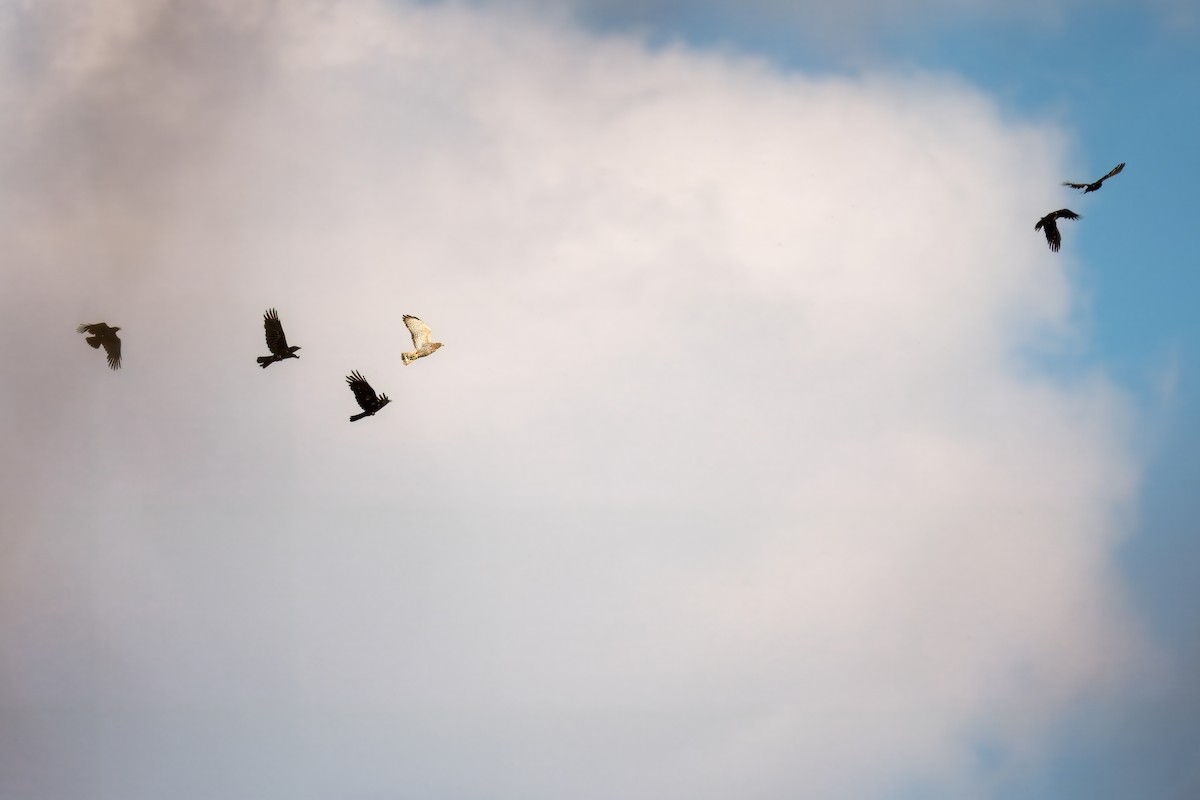 Broad-winged Hawk - ML619880155