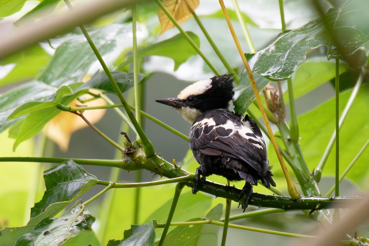 Heart-spotted Woodpecker - ML619880176