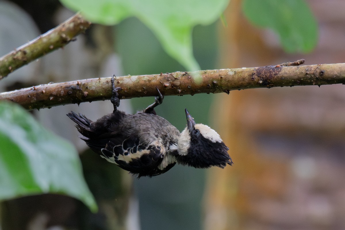 Heart-spotted Woodpecker - ML619880177