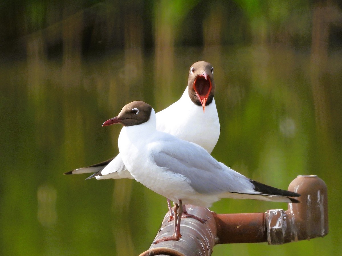 Mouette rieuse - ML619880184