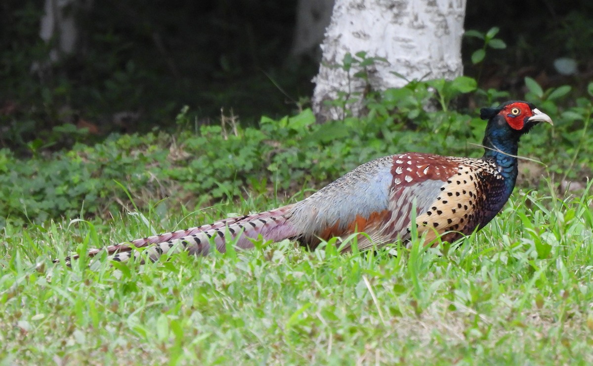 Ring-necked Pheasant - ML619880212