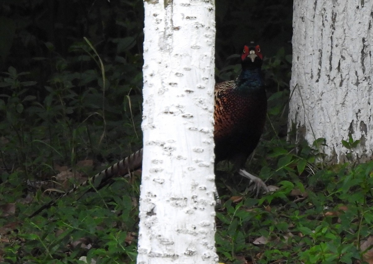 Ring-necked Pheasant - ML619880217