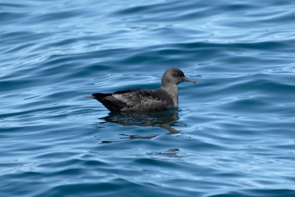 Sooty Shearwater - ML619880238