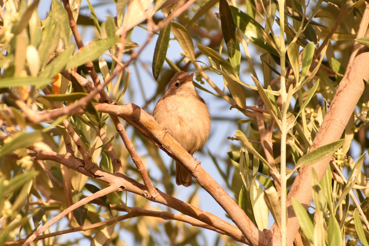 Western Olivaceous Warbler - ML619880243