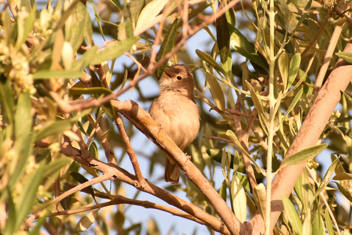 Western Olivaceous Warbler - Aurora Varda