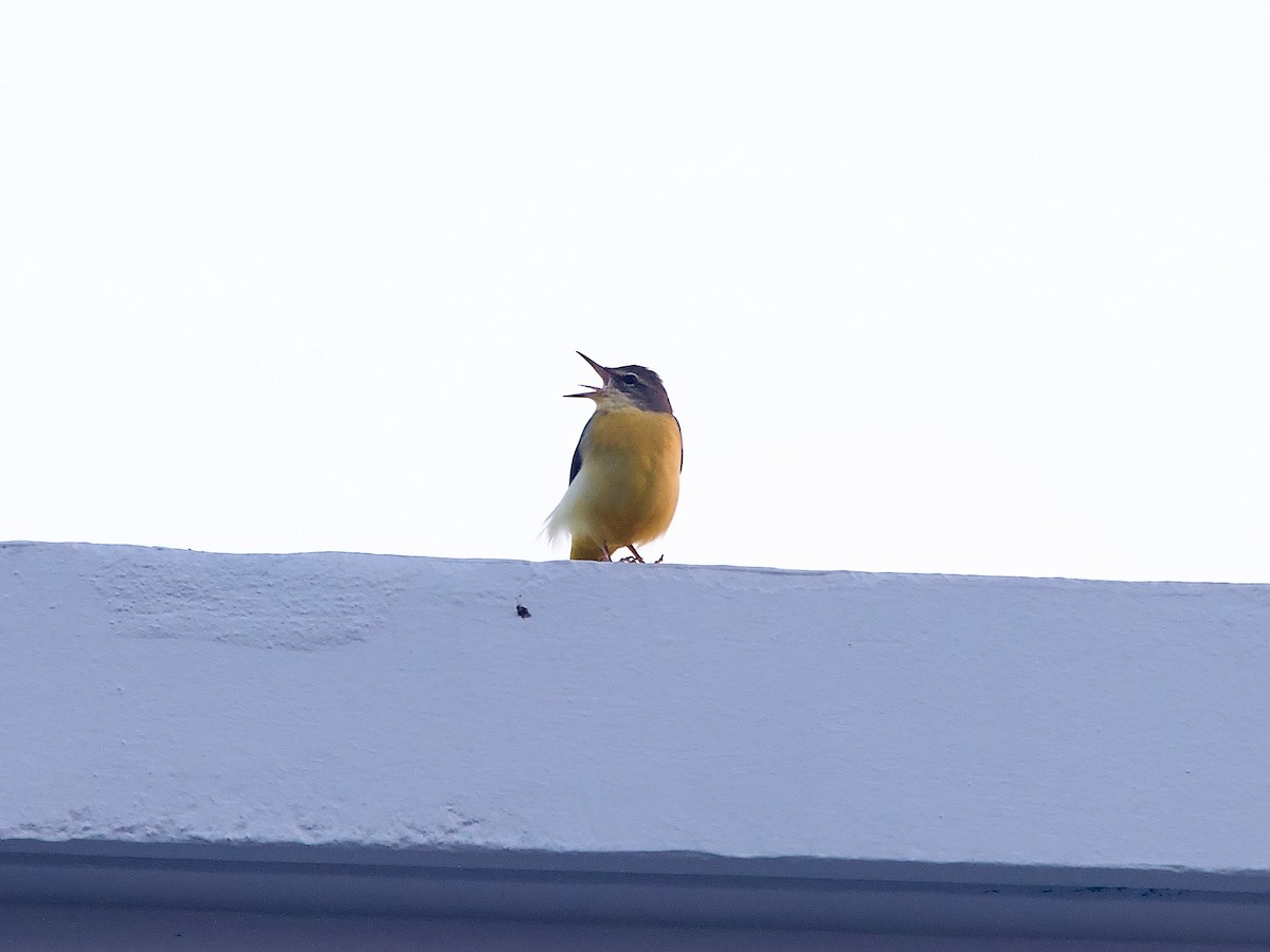 Gray Wagtail - ML619880261