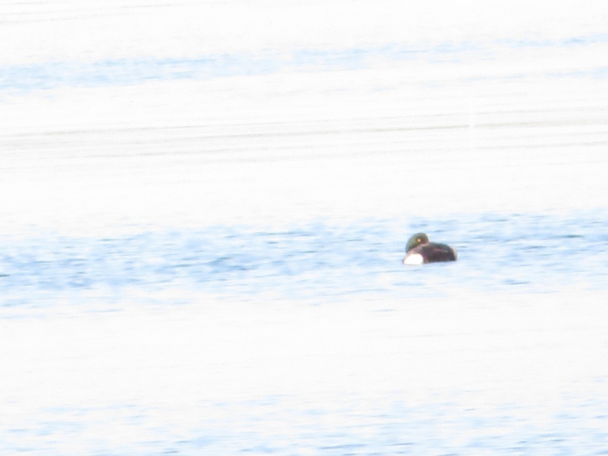 Greater Scaup - ML619880265
