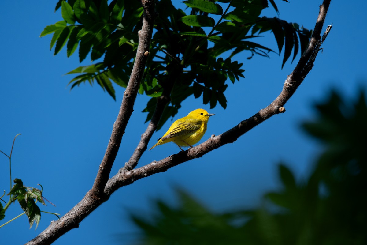 Yellow Warbler - ML619880267