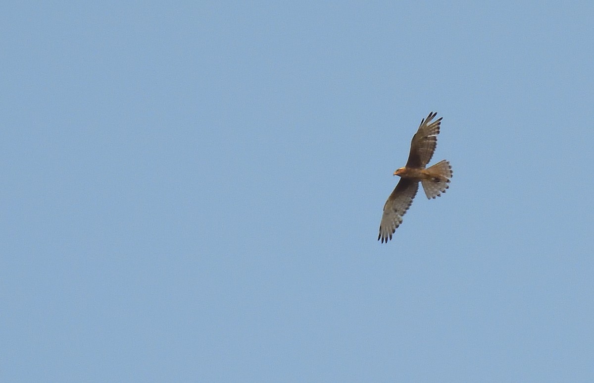 White-eyed Buzzard - ML619880268