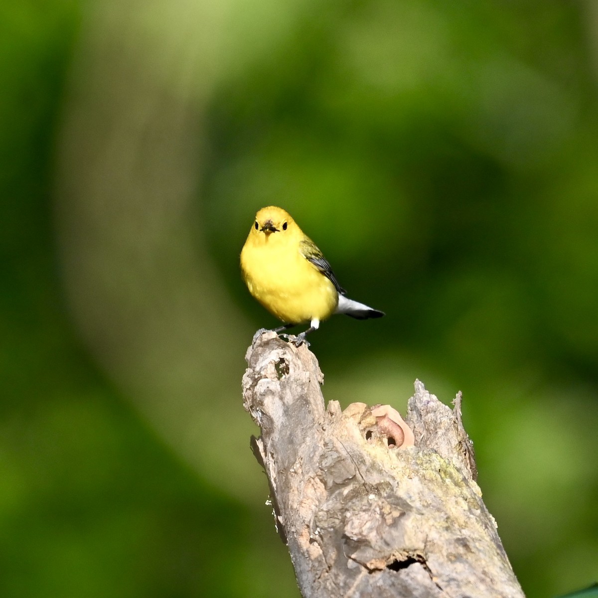 Prothonotary Warbler - ML619880275