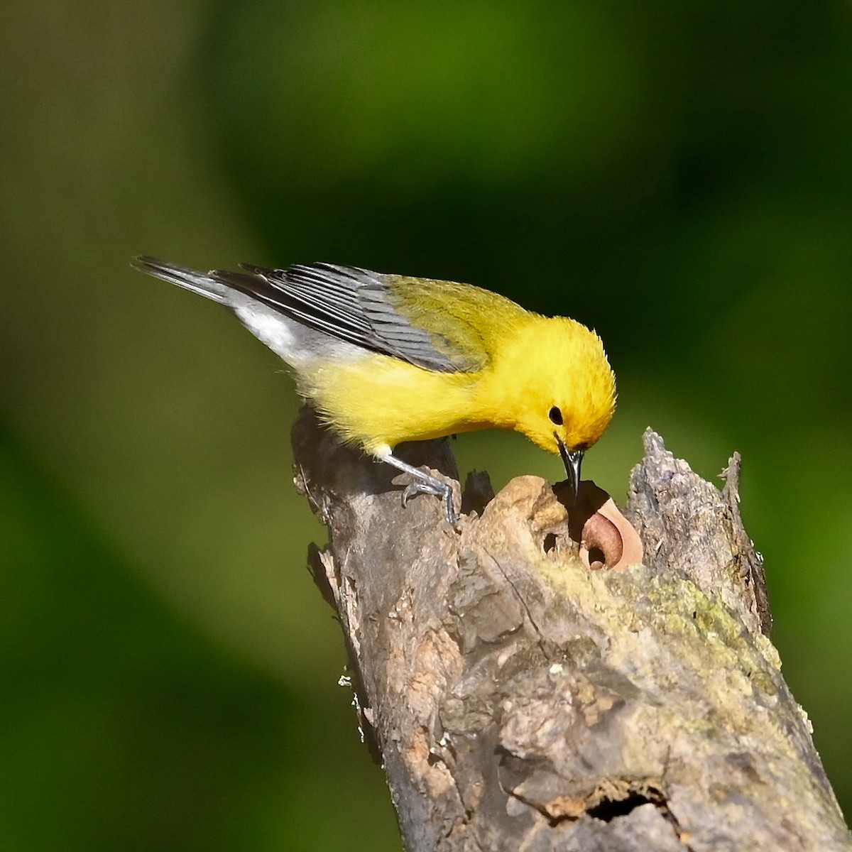 Prothonotary Warbler - ML619880277