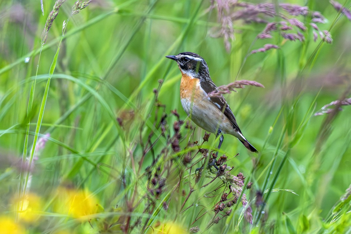 Whinchat - ML619880302