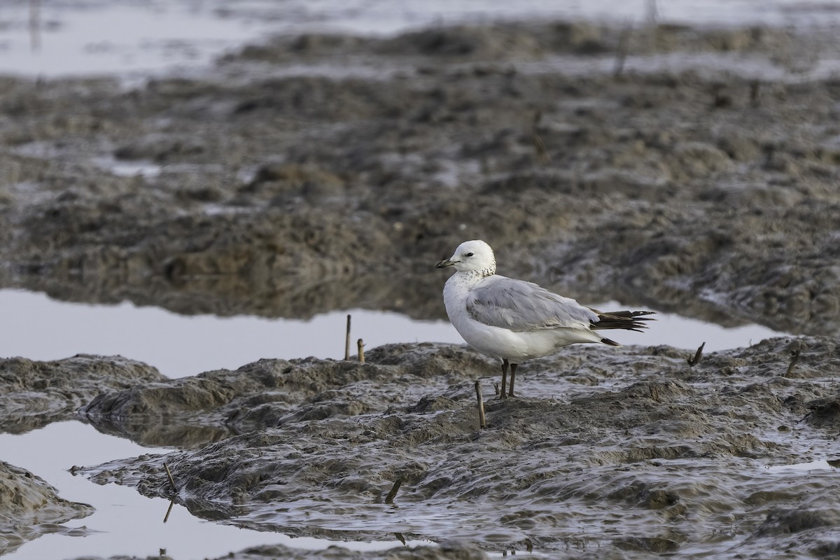 Relict Gull - ML619880305