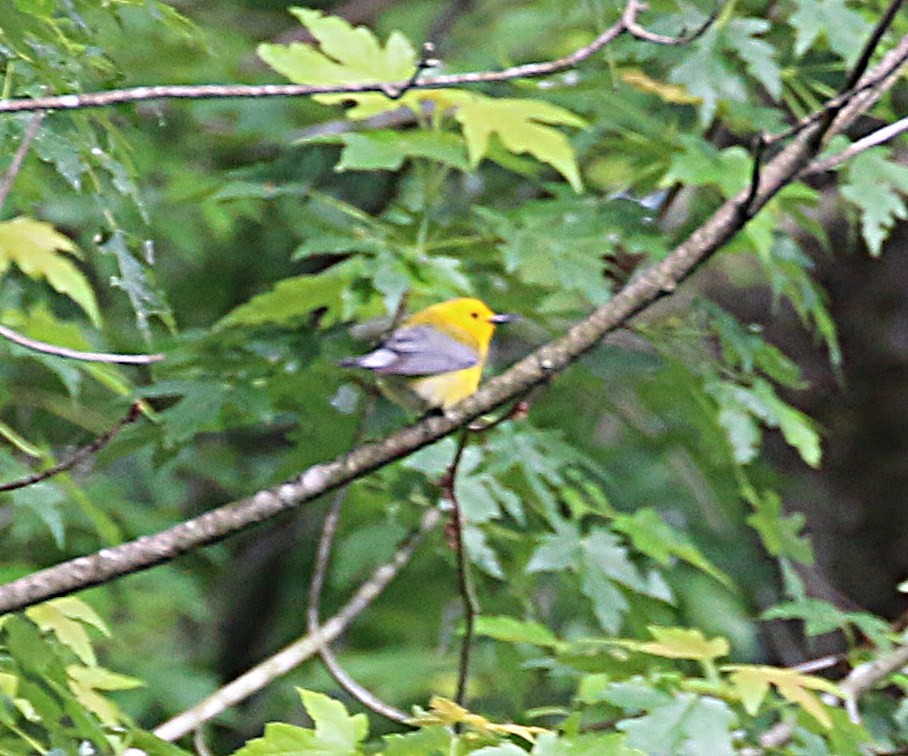 Prothonotary Warbler - ML619880309