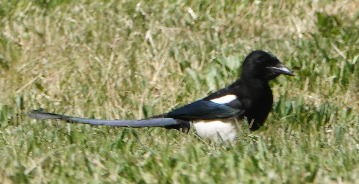 Black-billed Magpie - ML619880314