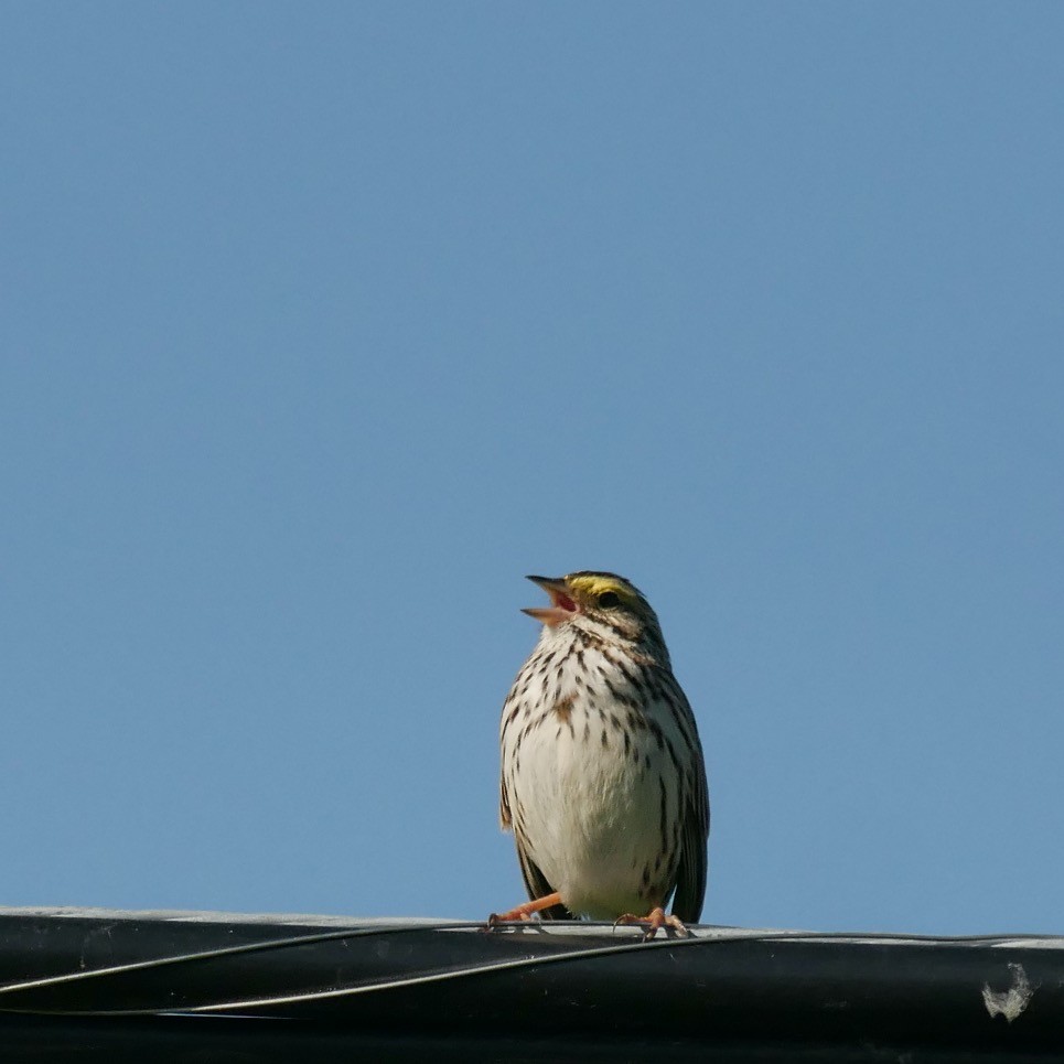 Savannah Sparrow - ML619880317