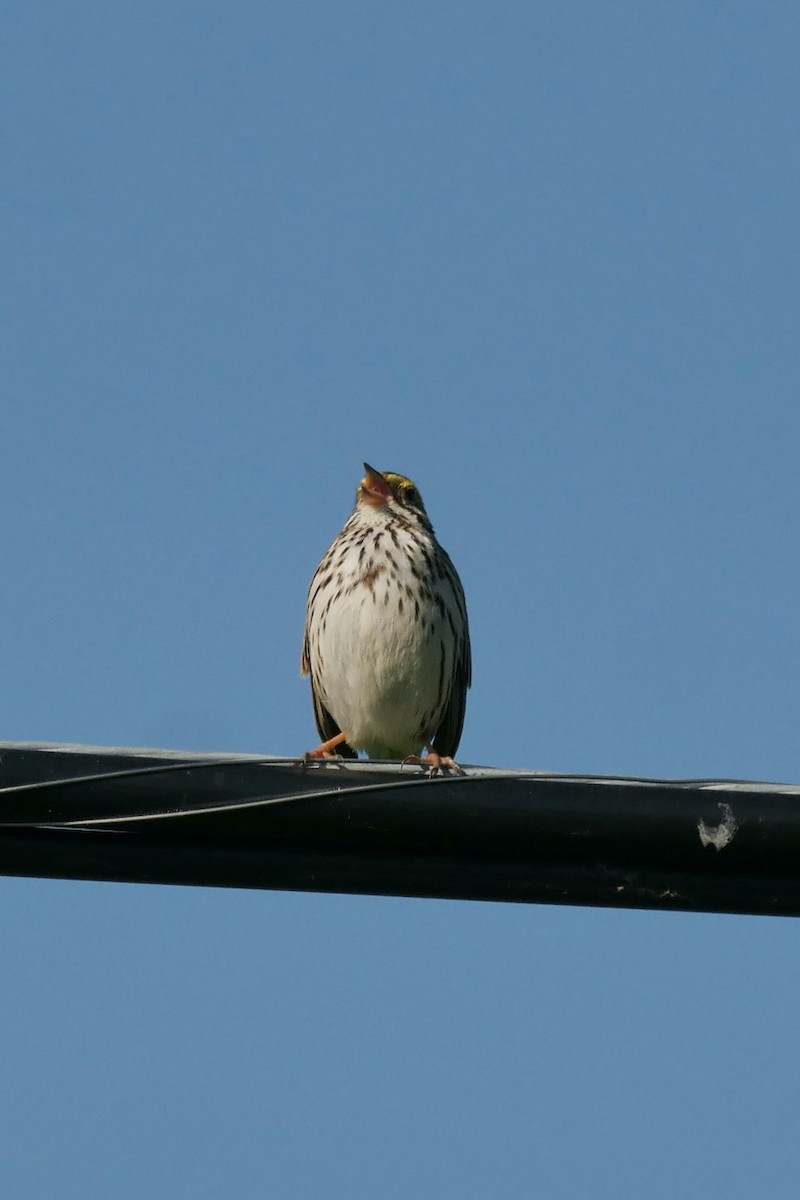 Savannah Sparrow - ML619880318