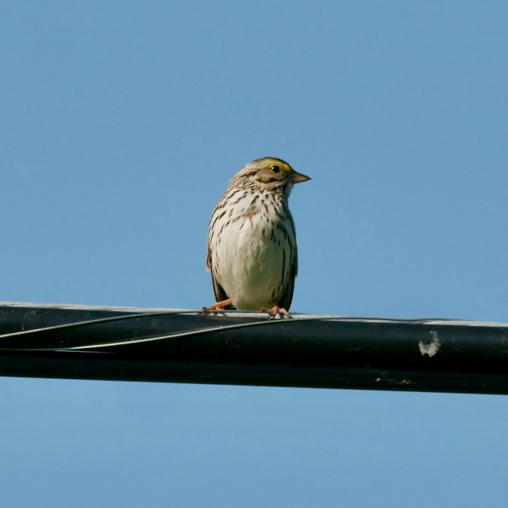 Savannah Sparrow - ML619880319