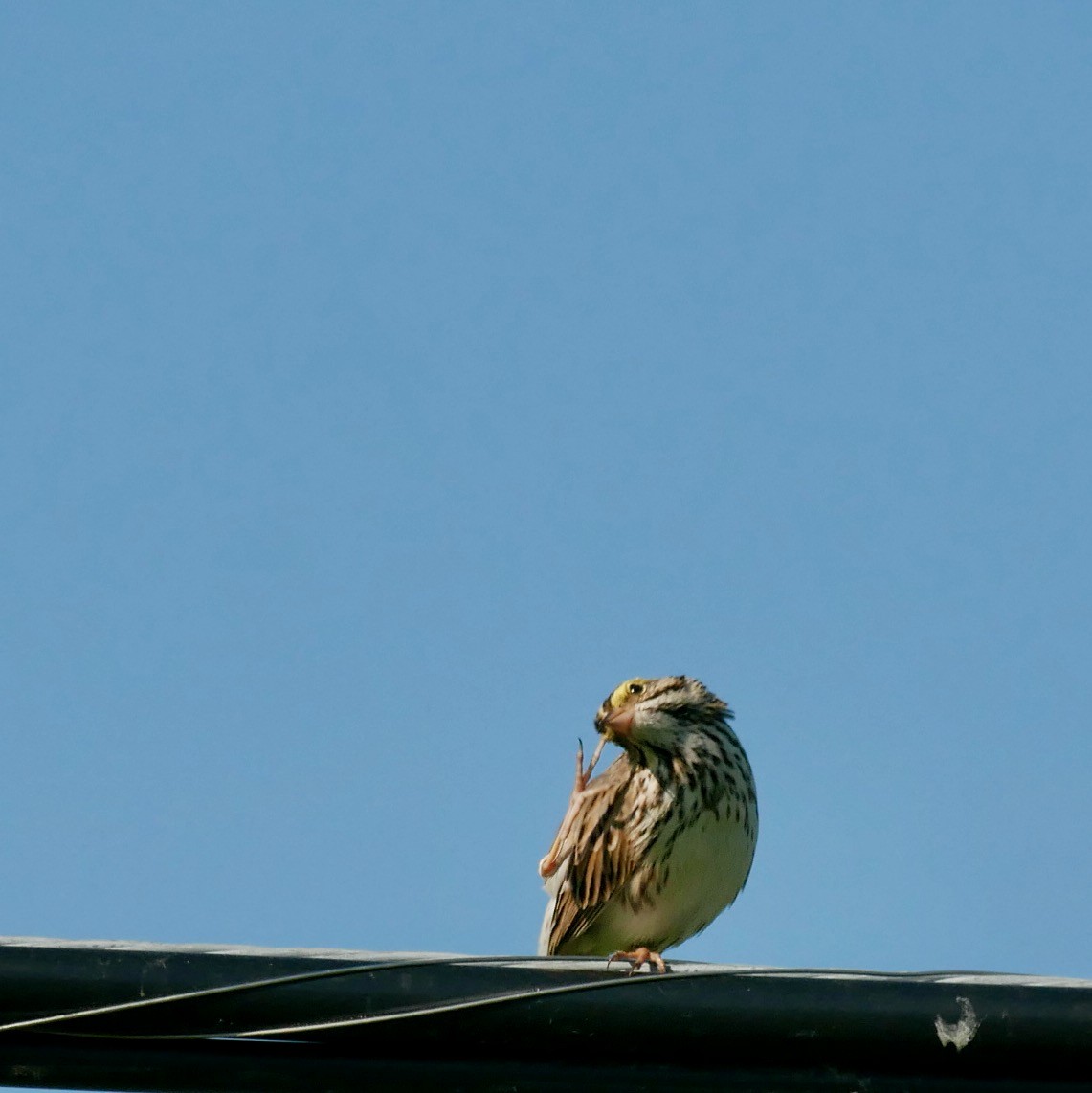 Savannah Sparrow - ML619880320
