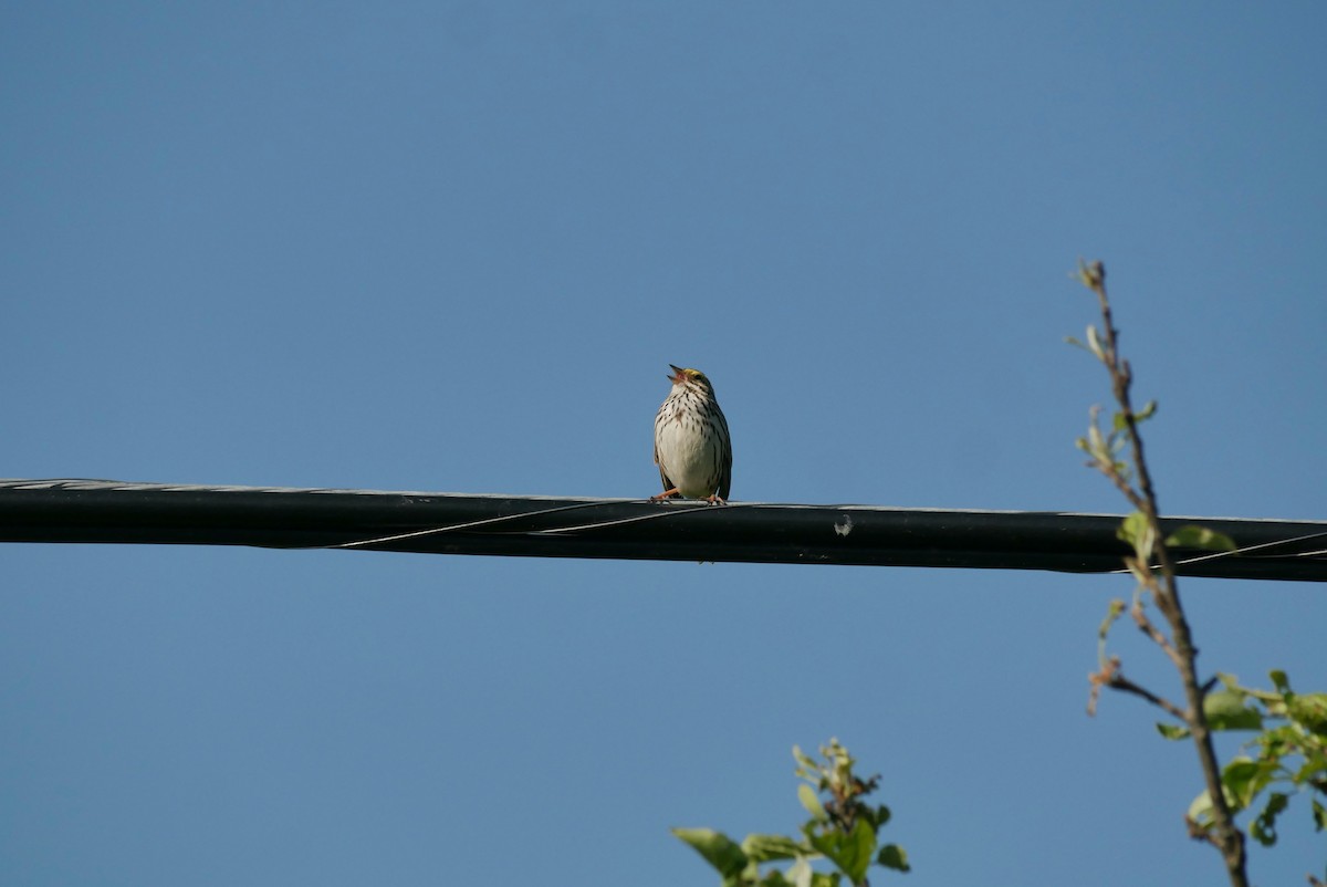 Savannah Sparrow - ML619880322