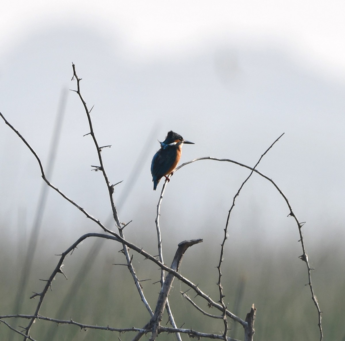 Common Kingfisher - ML619880324