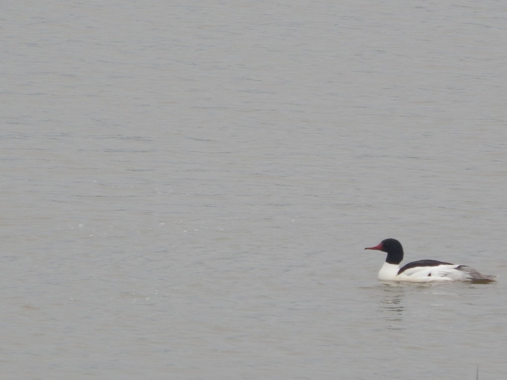 Common Merganser - ML619880325