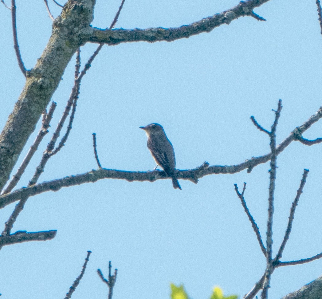 Mosquero sp. (Empidonax sp.) - ML619880327