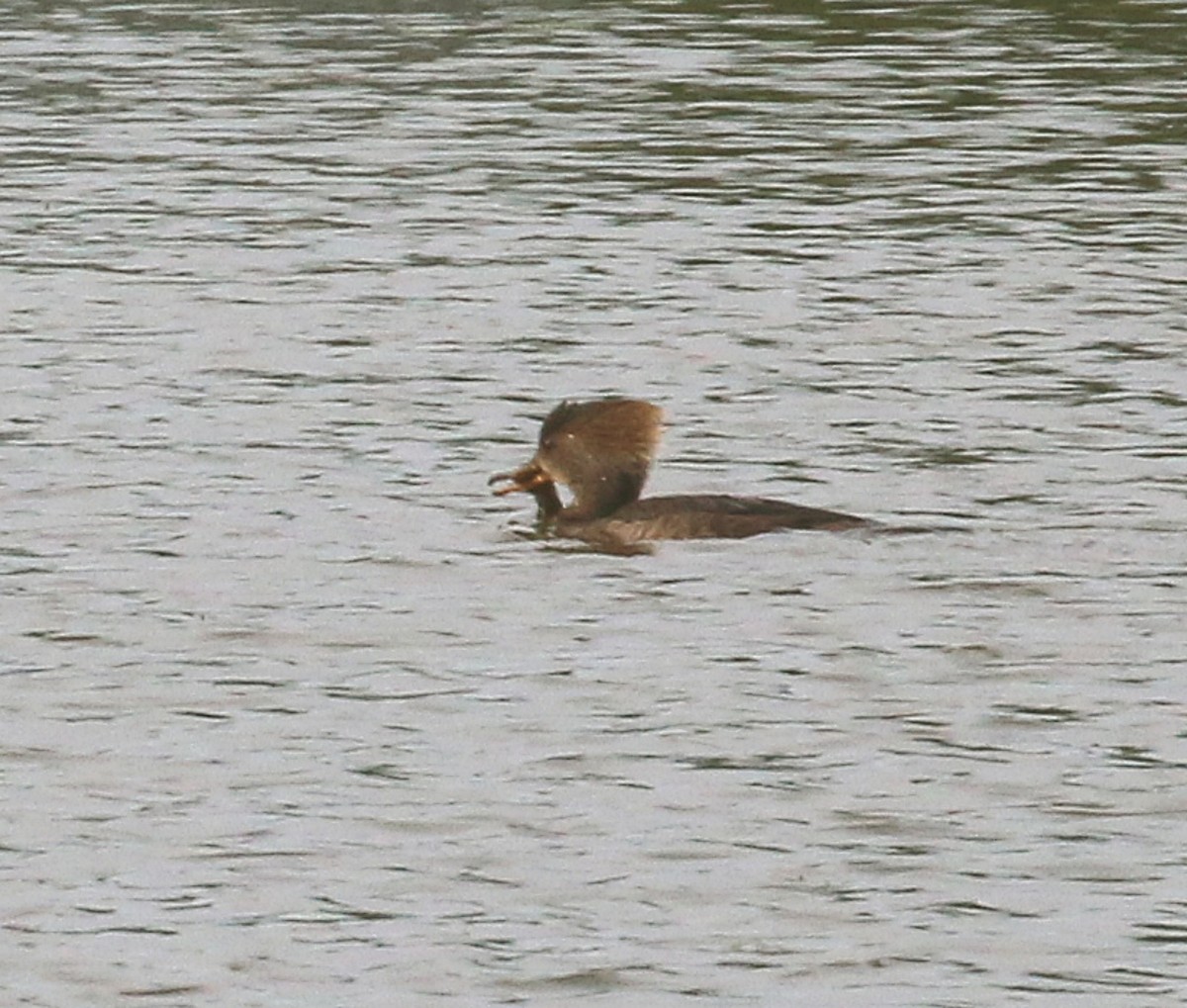 Hooded Merganser - ML619880332