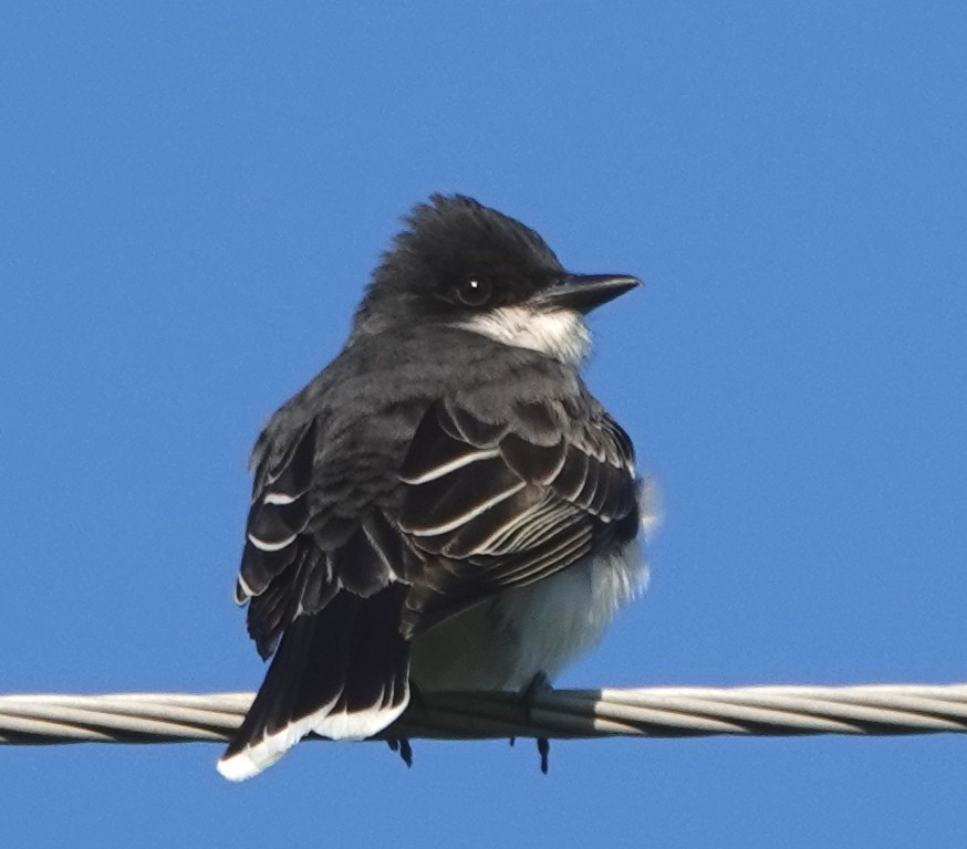 Eastern Kingbird - ML619880340