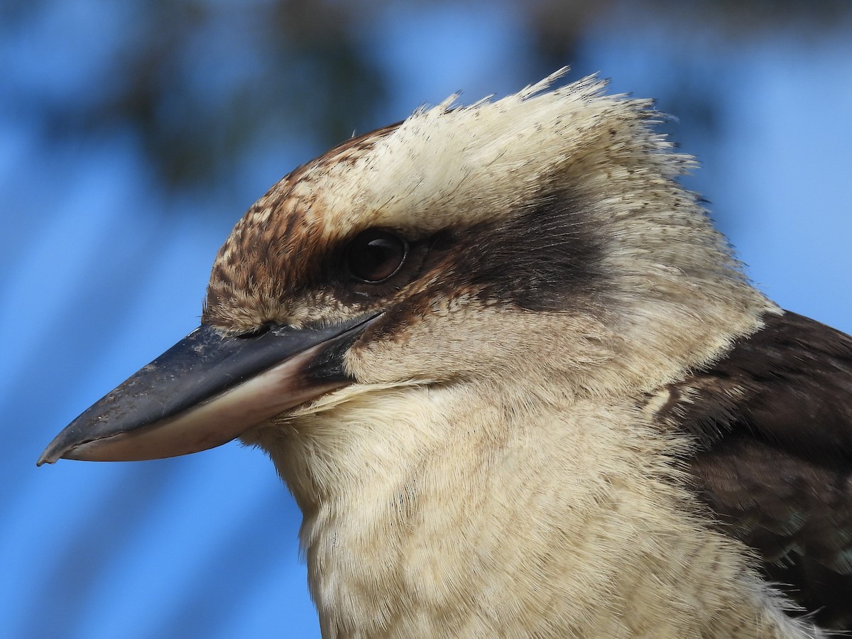 Laughing Kookaburra - ML619880381