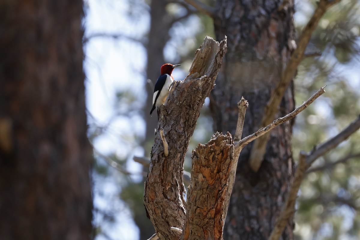 Red-headed Woodpecker - ML619880388