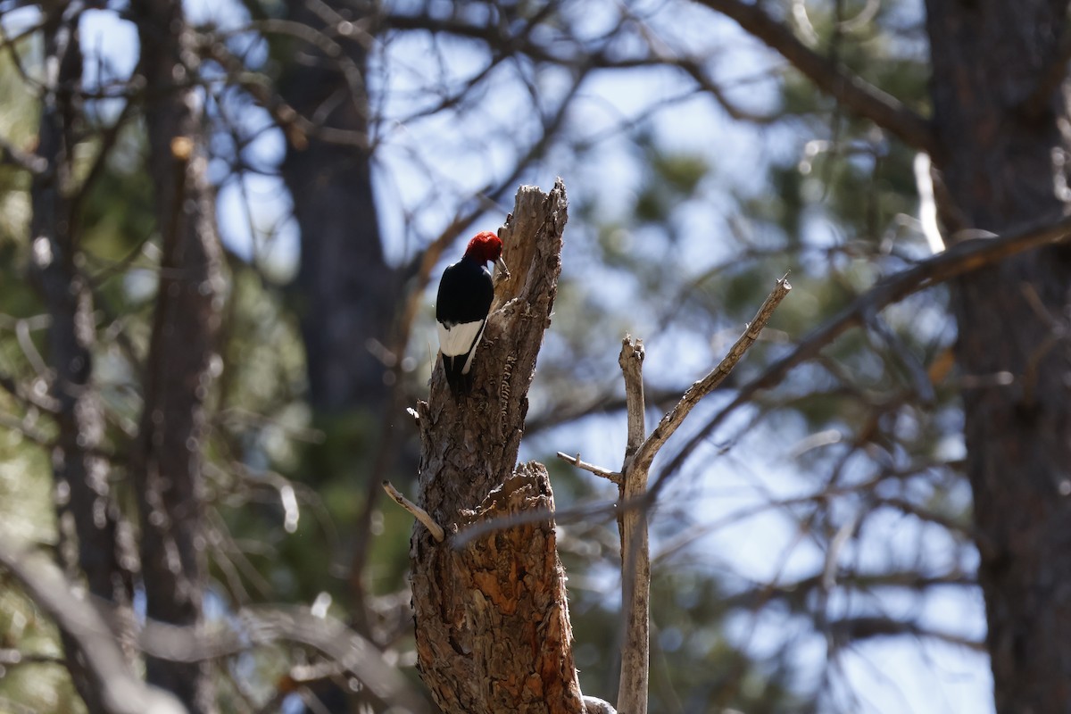 Red-headed Woodpecker - ML619880391