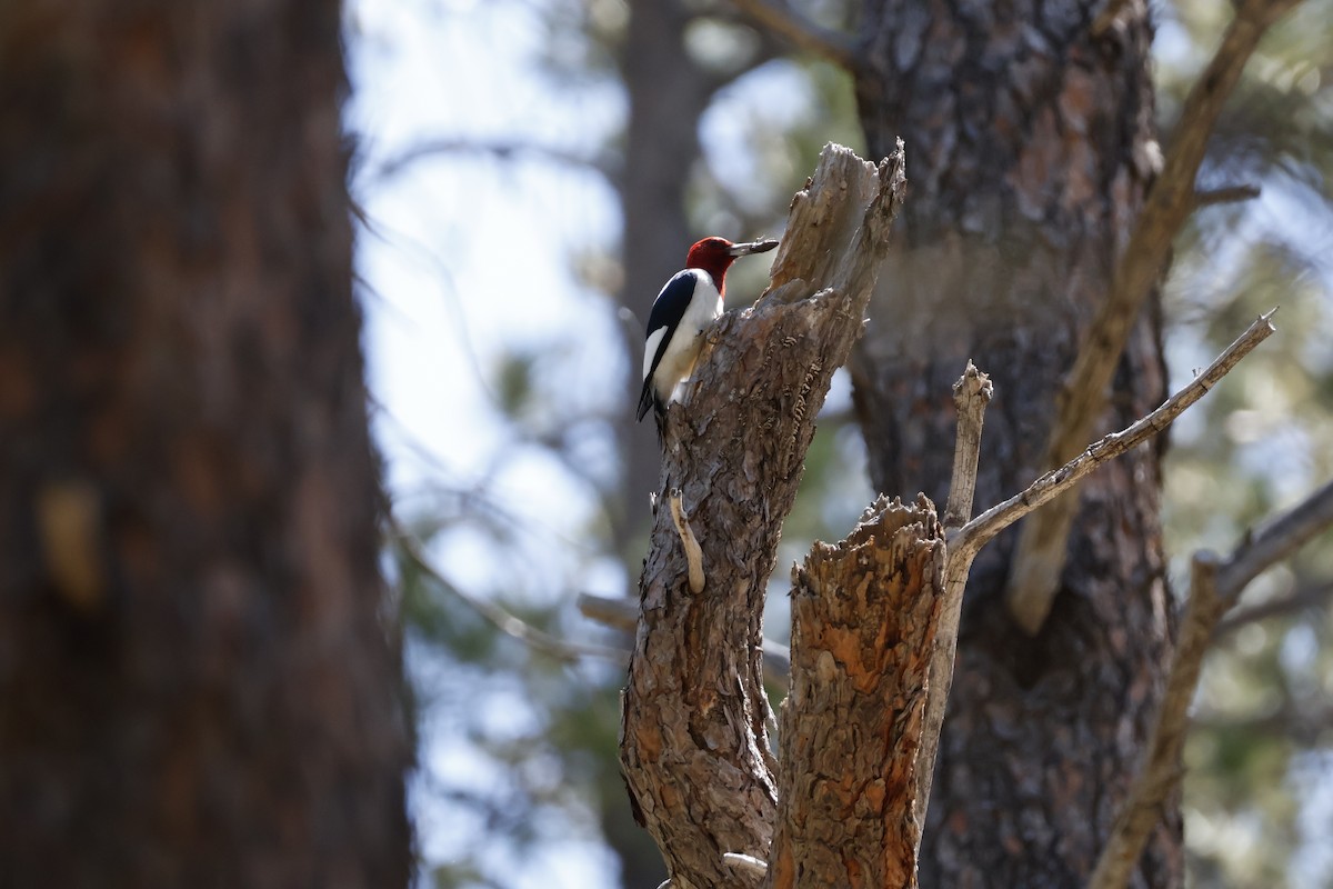 Red-headed Woodpecker - ML619880392