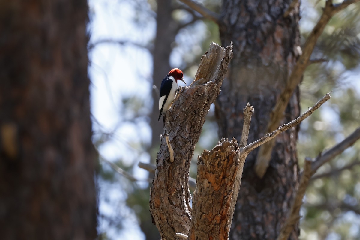 Red-headed Woodpecker - ML619880393