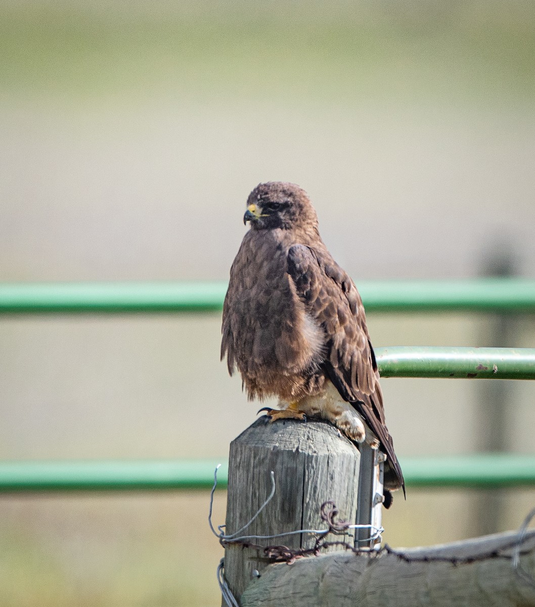 Swainson's Hawk - ML619880401