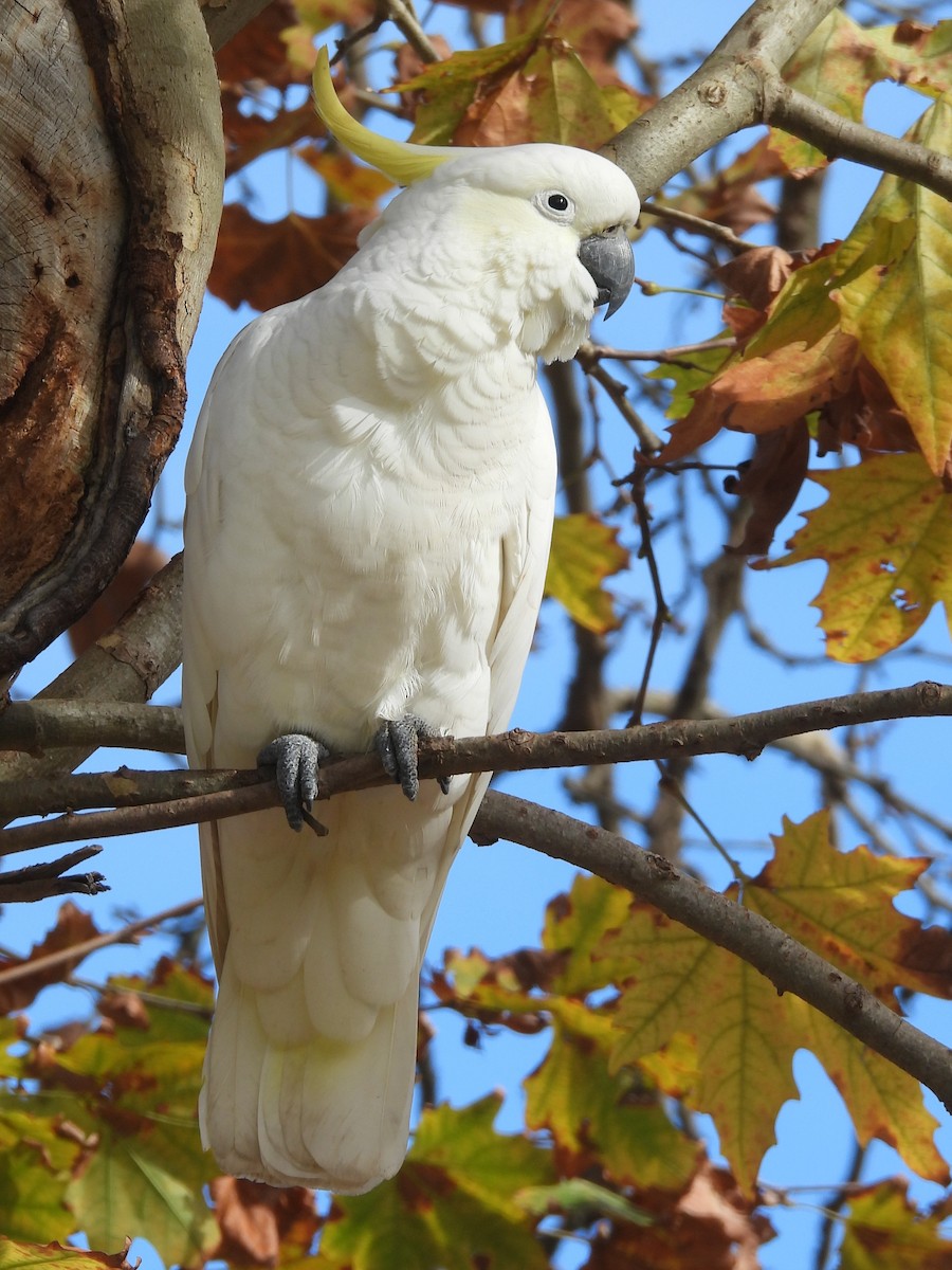 Sulphur-crested Cockatoo - ML619880405