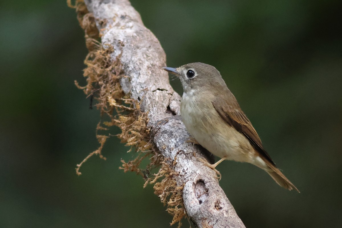 Brown-breasted Flycatcher - ML619880407
