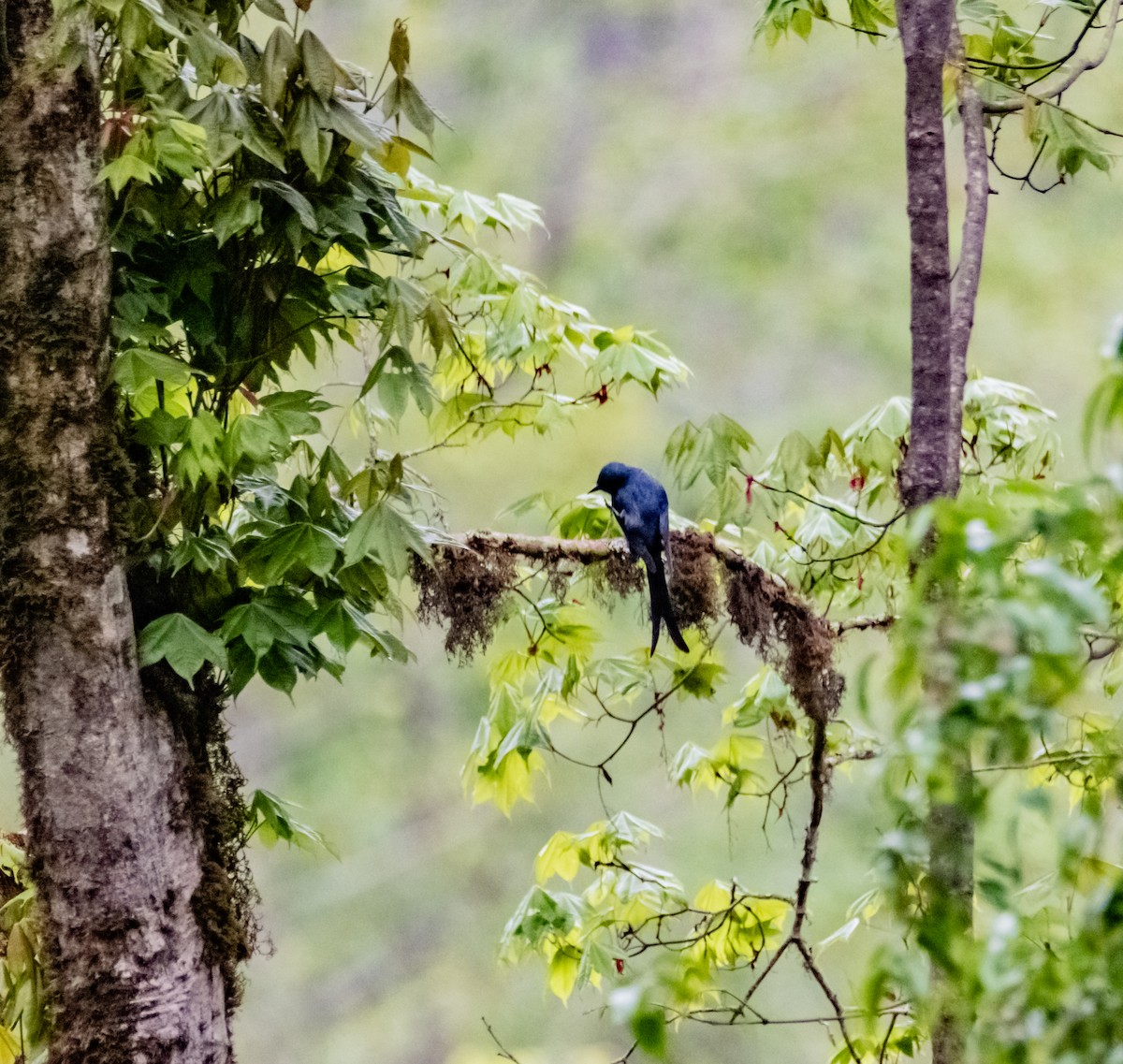 drongo kouřový - ML619880413